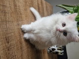 Chatonne British Longhair à vendre