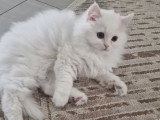 Chatonne British Longhair à vendre