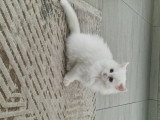 Chatonne British Longhair à vendre