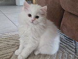 Chatonne British Longhair à vendre