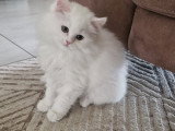 Chatonne British Longhair à vendre