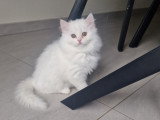 Chatonne British Longhair à vendre