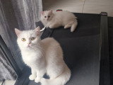 Chatonne British Longhair à vendre