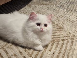 Chatonne British Longhair à vendre