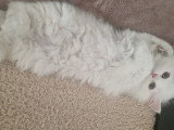 Chatonne British Longhair à vendre