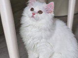 Chatonne British Longhair à vendre
