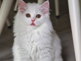 Dernière une femellee disponible