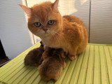 Chatons British Shorthair LOOF à réserver