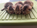 Chatons British Shorthair LOOF à réserver