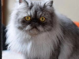 Chatte Persane black smoke stérilisée inscrite au LOOF à vendre