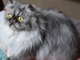 Chatte Persane black smoke stérilisée inscrite au LOOF à vendre