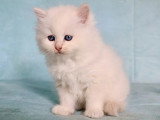 4 chatons Sibériens LOOF nés en avril 2026 à réserver