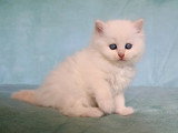 4 chatons Sibériens LOOF nés en avril 2026 à réserver