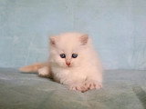 4 chatons Sibériens LOOF nés en avril 2026 à réserver