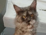 1 chatte Maine Coon adulte d'août 2024 à vendre LOOF