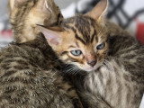 Chatons de type Bengal à vendre (1 femelle & 1 mâle)