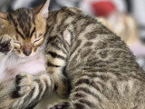 Chatons de type Bengal à vendre (1 femelle & 1 mâle)