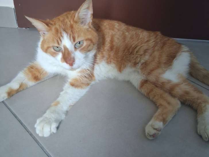 Denver, chat roux et blanc à adopter en association