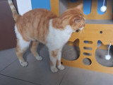 Denver, chat roux et blanc à adopter en association
