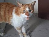 Denver, chat roux et blanc à adopter en association