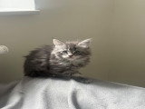 Chatons Maine Coon à vendre