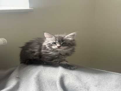 Chatons Maine Coon à vendre