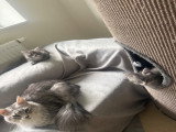 Chatons Maine Coon à vendre