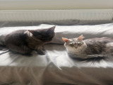 Chatons Maine Coon à vendre
