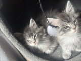 Chatons Maine Coon à vendre
