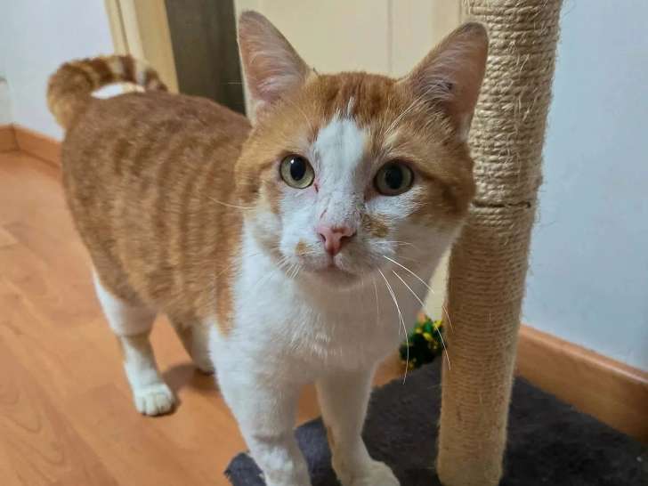 En attente d'adoption : chat roux et blanc de 2 ans
