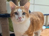 En attente d'adoption : chat roux et blanc de 2 ans