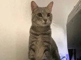 À adopter : chaton mâle tigré gris de 11 mois
