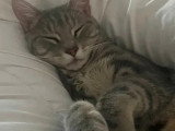 À adopter : chaton mâle tigré gris de 11 mois