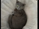 À accueillir : chaton mâle gris de 6 mois