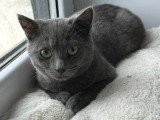 À accueillir : chaton mâle gris de 6 mois