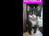 En attente d'un foyer : chaton femelle noir et blanc de 4 mois
