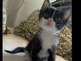 En attente d'un foyer : chaton femelle noir et blanc de 4 mois