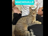 À la recherche d'une famille : chaton mâle tigré de 5 mois