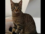 À la recherche d'une famille : chaton mâle tigré de 5 mois