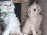 Deux chatons Ragdoll mâles bleu tabby point à réserver LOOF nés en mars 2026