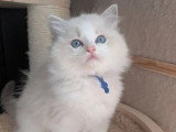 Deux chatons Ragdoll mâles bleu tabby point à réserver LOOF nés en mars 2026