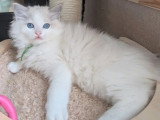 Deux chatons Ragdoll mâles bleu tabby point à réserver LOOF nés en mars 2026
