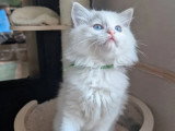 Deux chatons Ragdoll mâles bleu tabby point à réserver LOOF nés en mars 2026