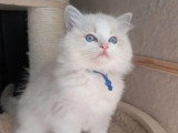 Deux chatons Ragdoll mâles bleu tabby point à réserver LOOF nés en mars 2026