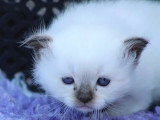 Chaton Sacré de Birmanie à réserver, 1 mâle 1 femelle non LOOF d'avril 2026