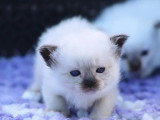 Chaton Sacré de Birmanie à réserver, 1 mâle 1 femelle non LOOF d'avril 2026
