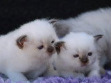 Chaton Sacré de Birmanie à réserver, 1 mâle 1 femelle non LOOF d'avril 2026