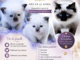 Chaton Sacré de Birmanie à réserver, 1 mâle 1 femelle non LOOF d'avril 2026