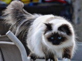 Chaton Sacré de Birmanie à réserver, 1 mâle 1 femelle non LOOF d'avril 2026