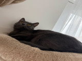 Jeune chatte British Shorthair à vendre